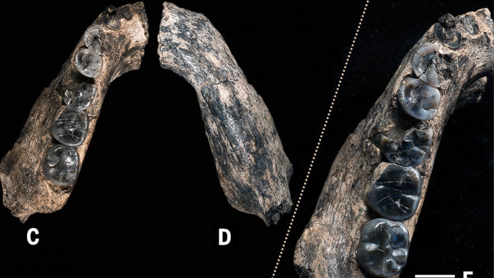 This image provided by William Kimbel shows different views of the LD 350-1 mandible. The scale bars indicate 1 cm. The jawbone fragment is the oldest known fossil from an evolutionary tree branch that eventually led to modern humans, scientists reported on March 4, 2015.