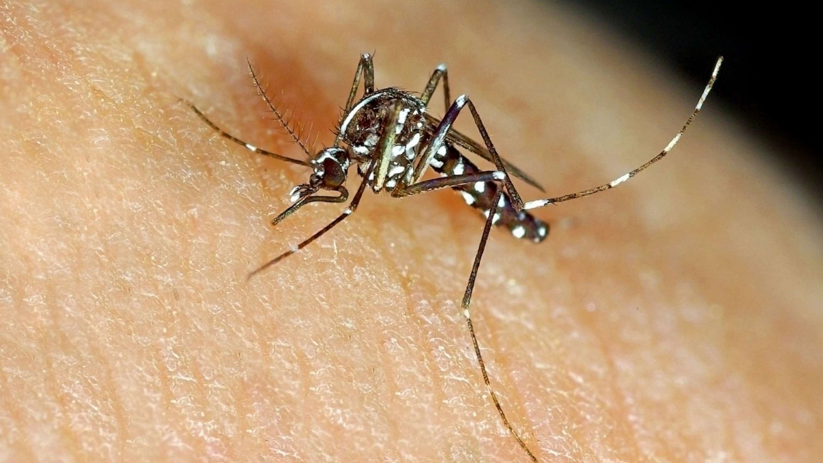 Why sugar may stop mosquito bites - ABC News