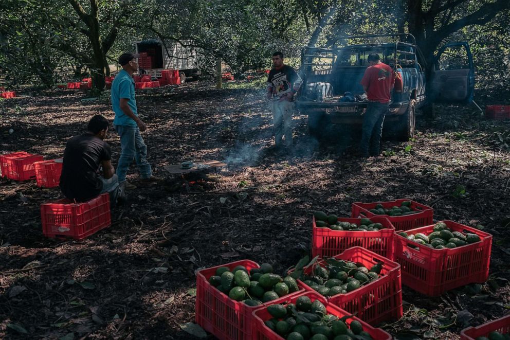 PHOTO: Workers during an avocado harvest at a farm near Perivan, Michoacan sate, Mexico, Sept. 24, 2021. 