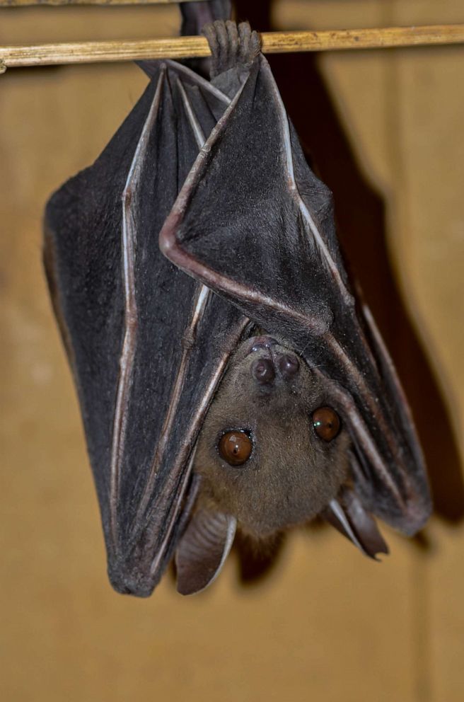 PHOTO: A fruit bat hangs upside down in Noida, Uttar Pradesh, India. 