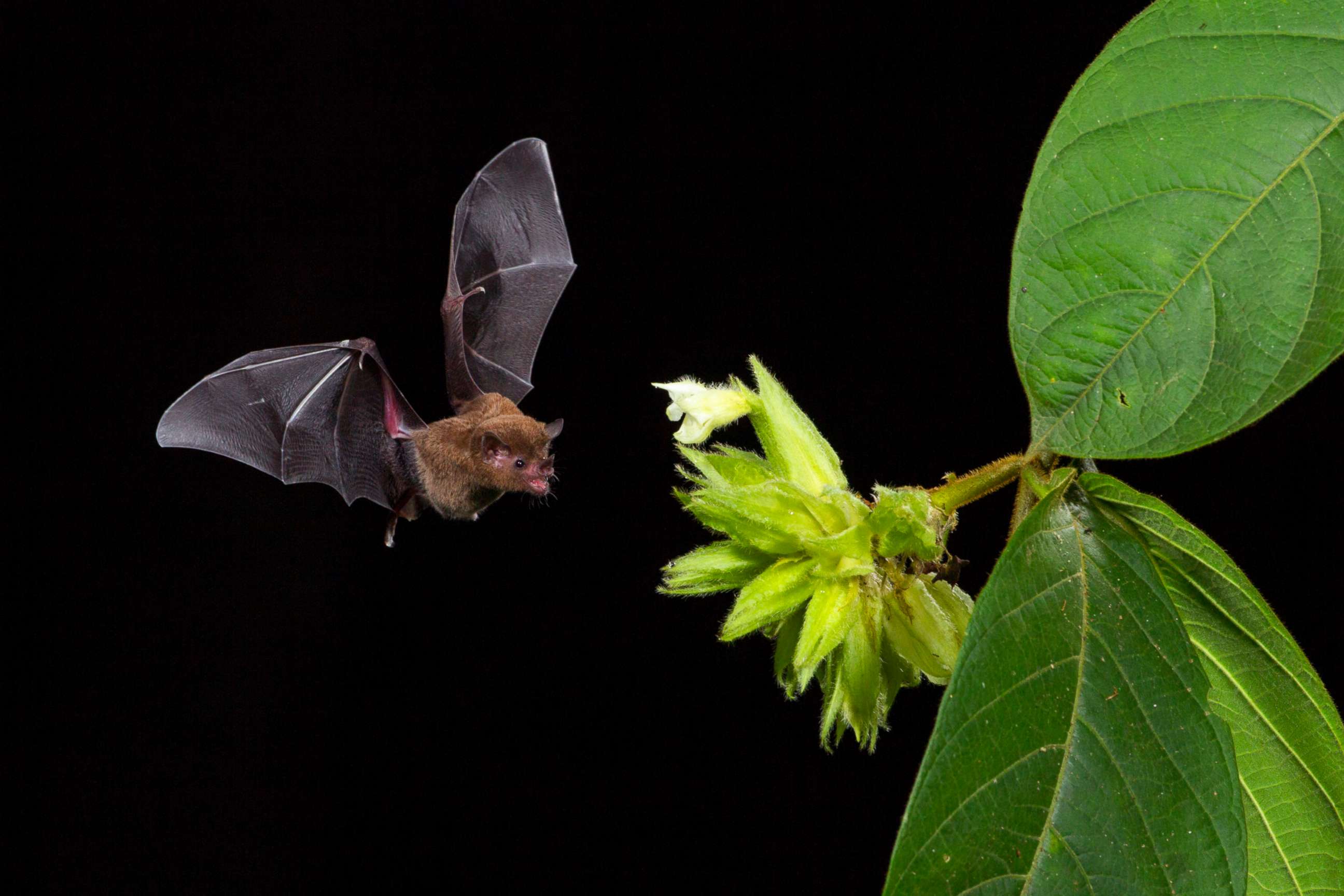 PHOTO: In this undated file photo, a long-tongue bat flies toward a tropical flower.