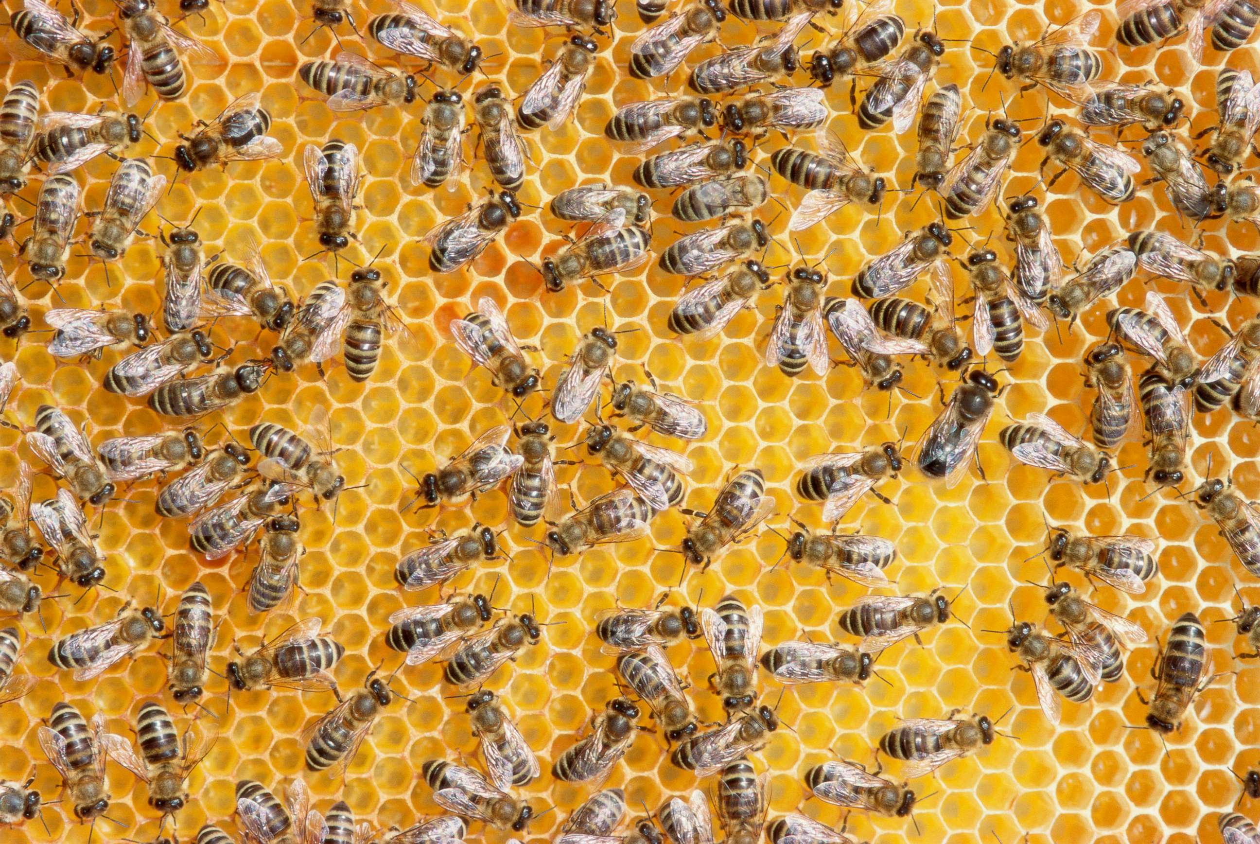 PHOTO: Honey bees on a on a honeycomb.