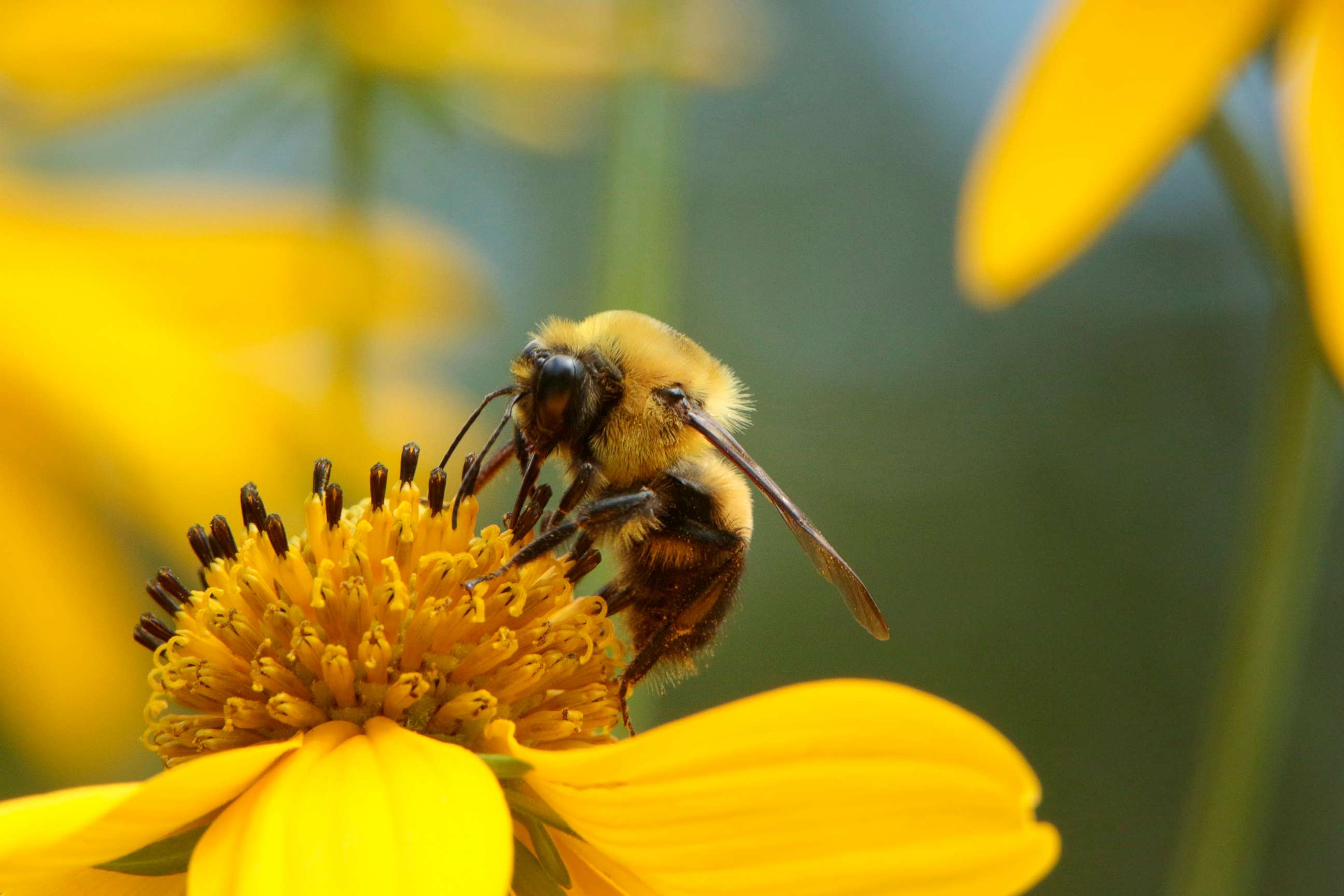 PHOTO: In this undated file photo, a bee is shown on a sunflower.