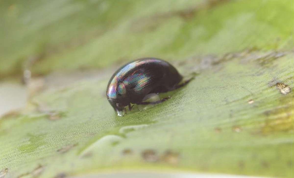 PHOTO: The aquatic beetle Regimbartia attenuata has an interesting method of self-preservation.