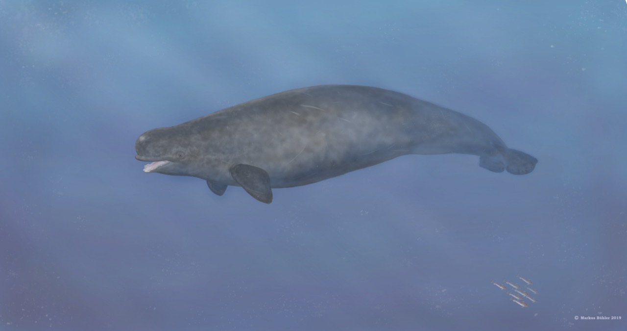 PHOTO: An illustration showing what a narwhal/beluga hybrid could potentially look like.