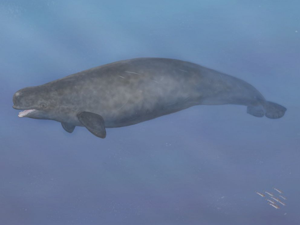 PHOTO: An illustration showing what a narwhal/beluga hybrid could potentially look like.