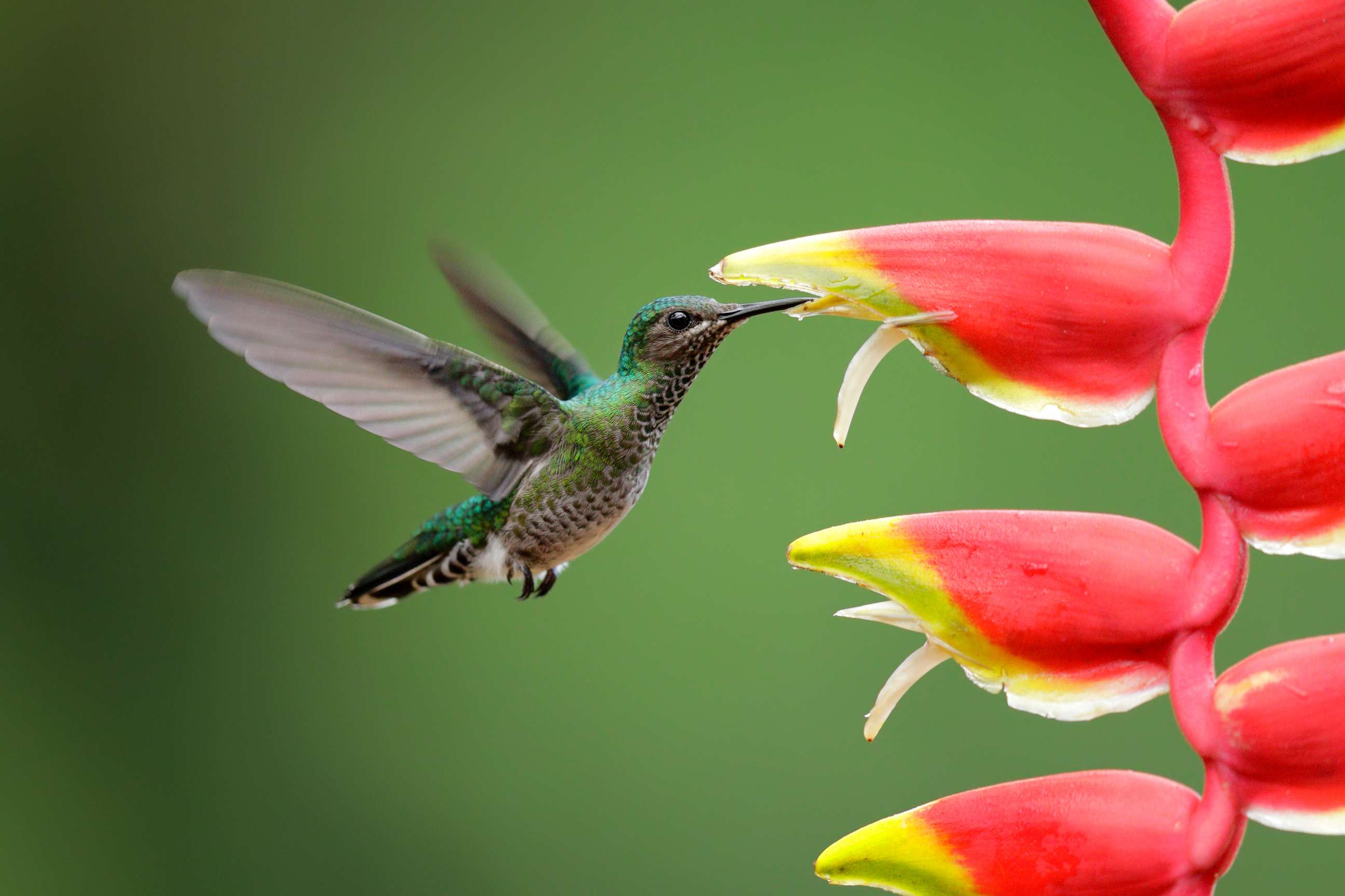 PHOTO: A hummingbird is seen in this undated file image.