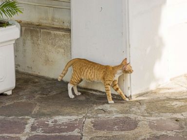 How scientists use ordinary equipment to reveal a hidden picture based on its shadow