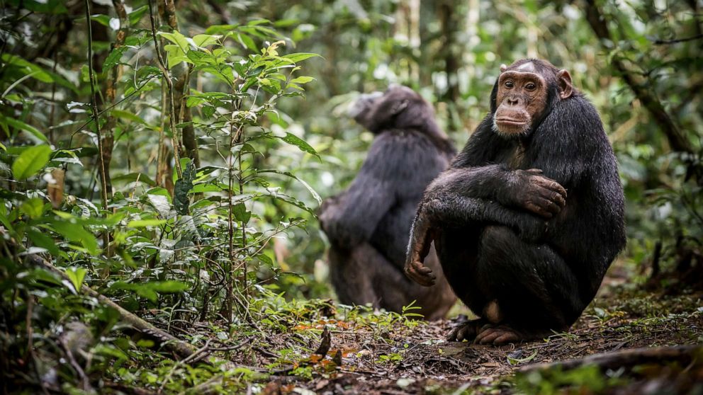 Scientists see signs of chimpanzees being able to adapt to climate change - ABC News