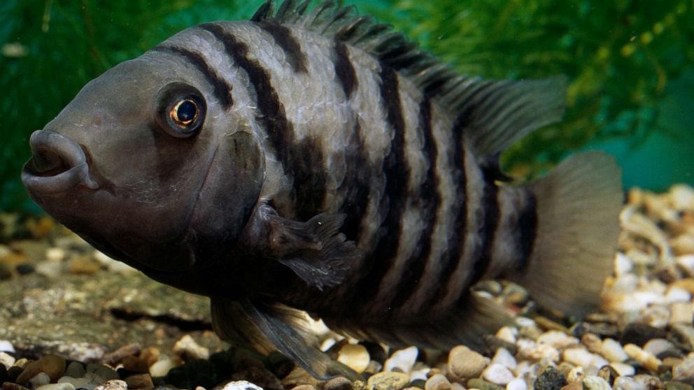 convict cichlid female