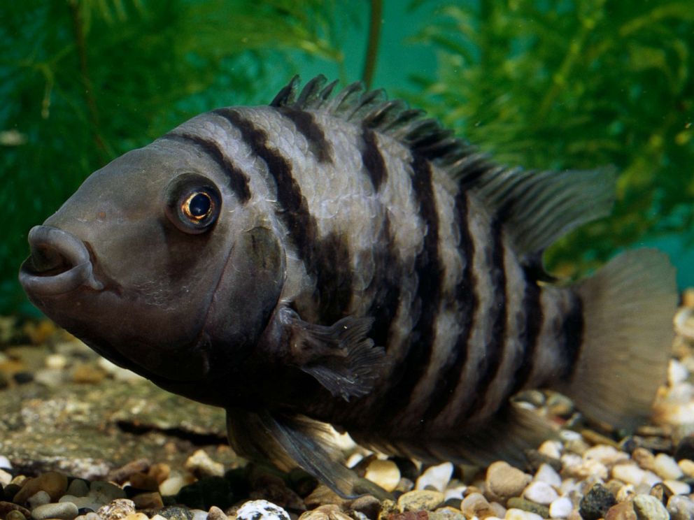 convict cichlid for sale near me