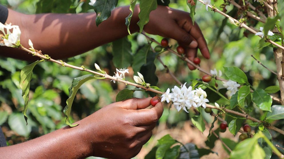 PHOTO: A worker picks coffee beans at a coffee plantation in Moshi, Tanzania, Nov. 5, 2021. 
