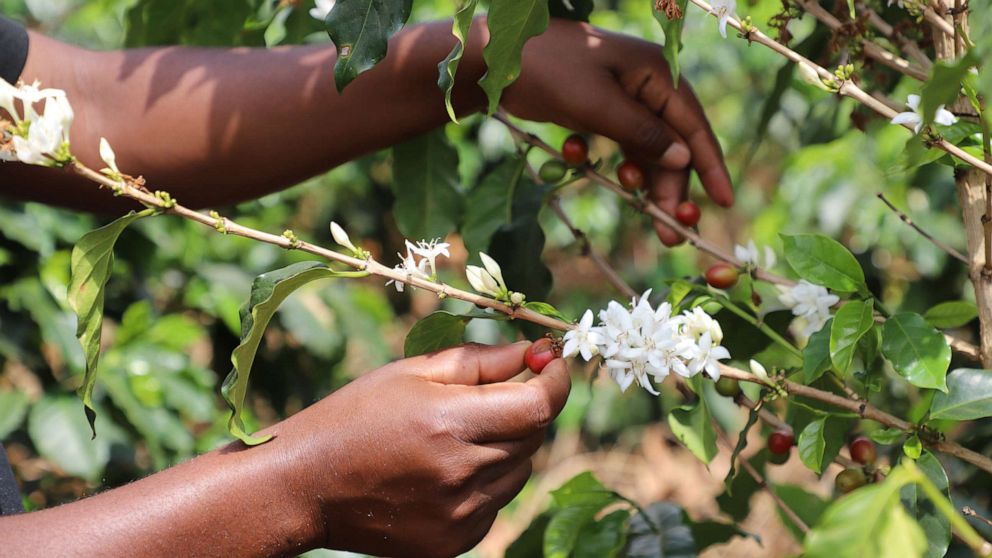 'Adaptation strategies' needed now as climate change shifts crop production: Study