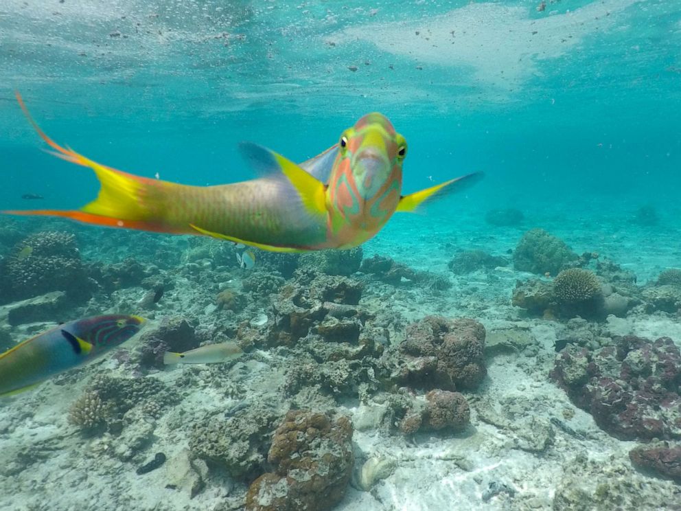 PHOTO: A Parrotfish looks at the camera in a coral reef in Rarotonga, Cook Islands.