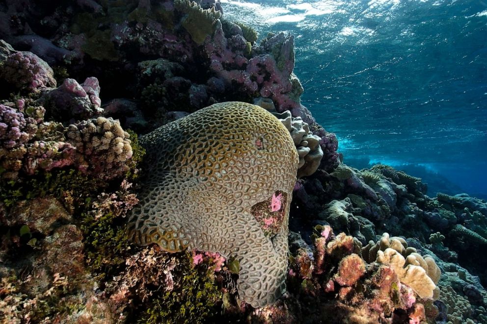 PHOTO : Colonie massive de coraux faviidés, Rongelap, Îles Marshall, Micronésie.
