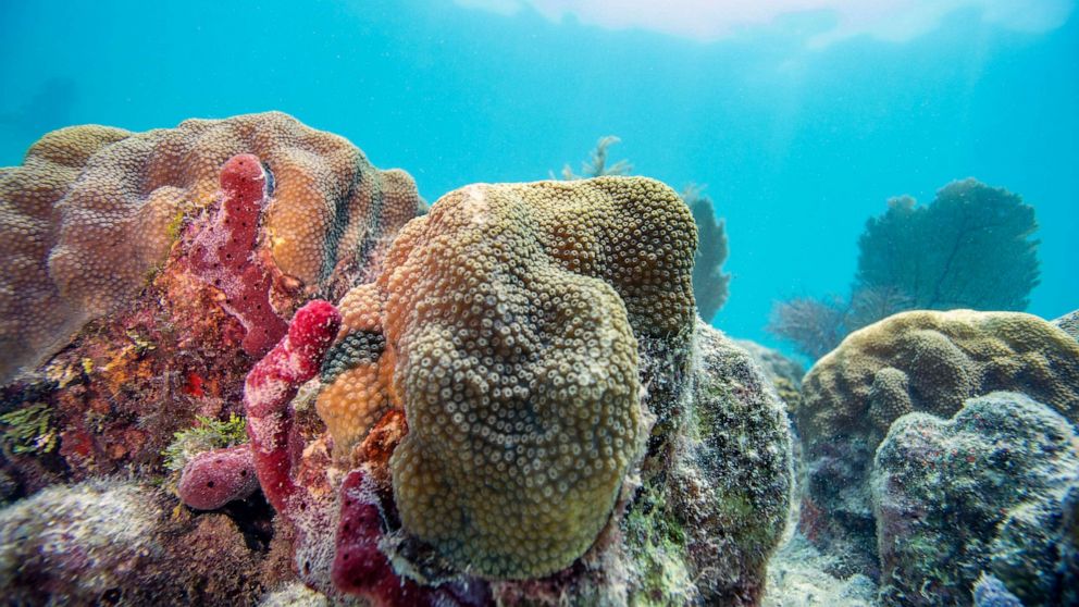 Heat leads to mass coral bleaching in Florida