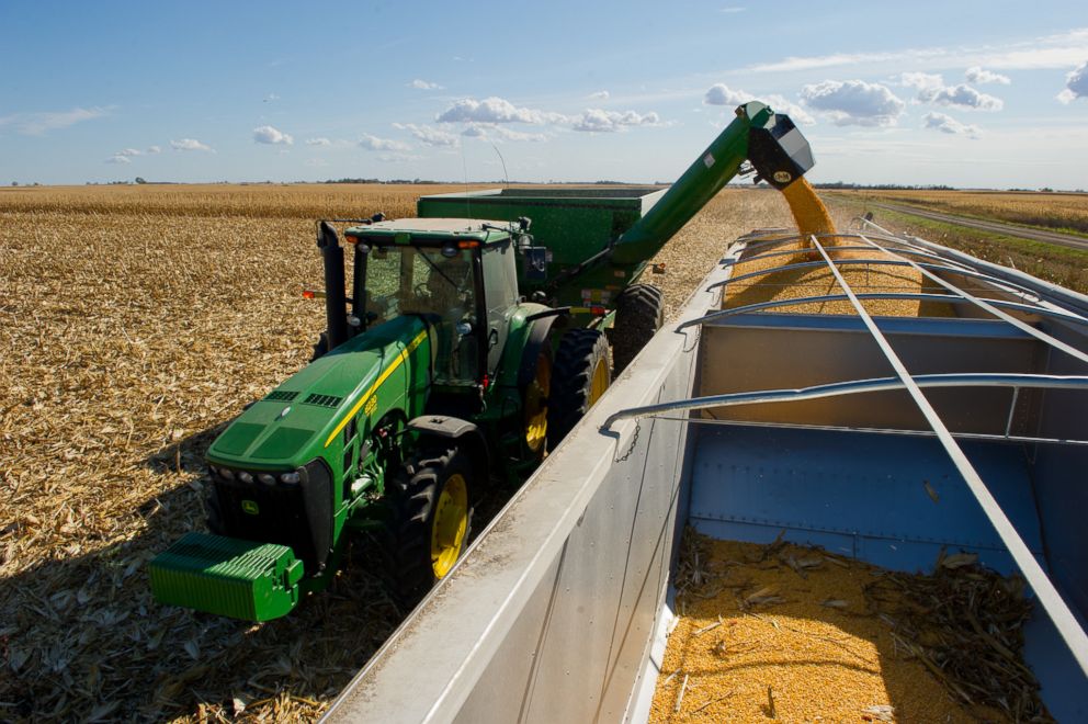 PHOTO: Harvesting corn.