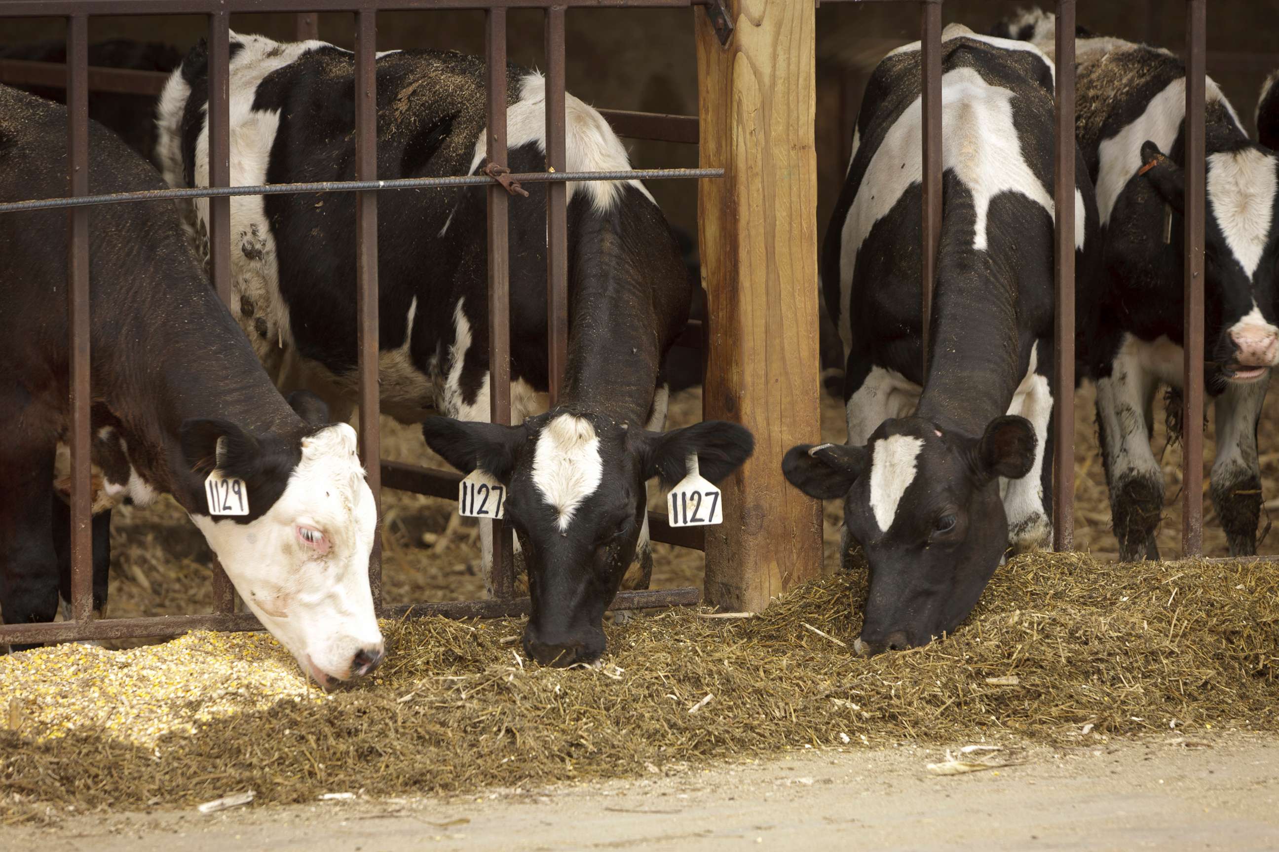 PHOTO: Cows are seen here in this Aug. 16, 2011 file photo.