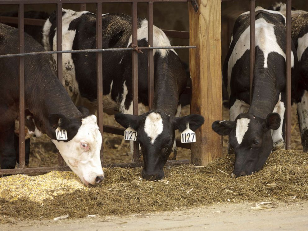 PHOTO: Cows are seen here in this Aug. 16, 2011 file photo.