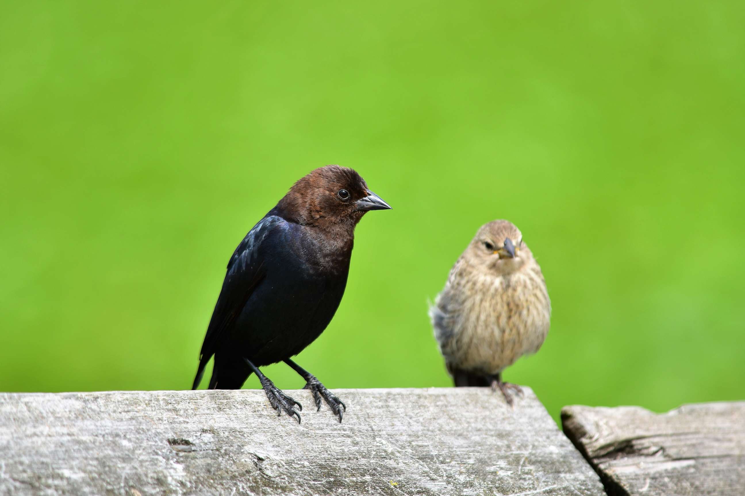 PHOTO: A pair of Brown-headed Cowbird sit on the fence.