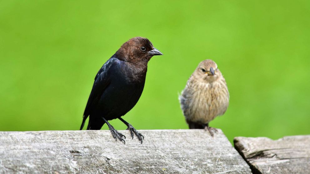PHOTO: A pair of Brown-headed Cowbird sit on the fence.