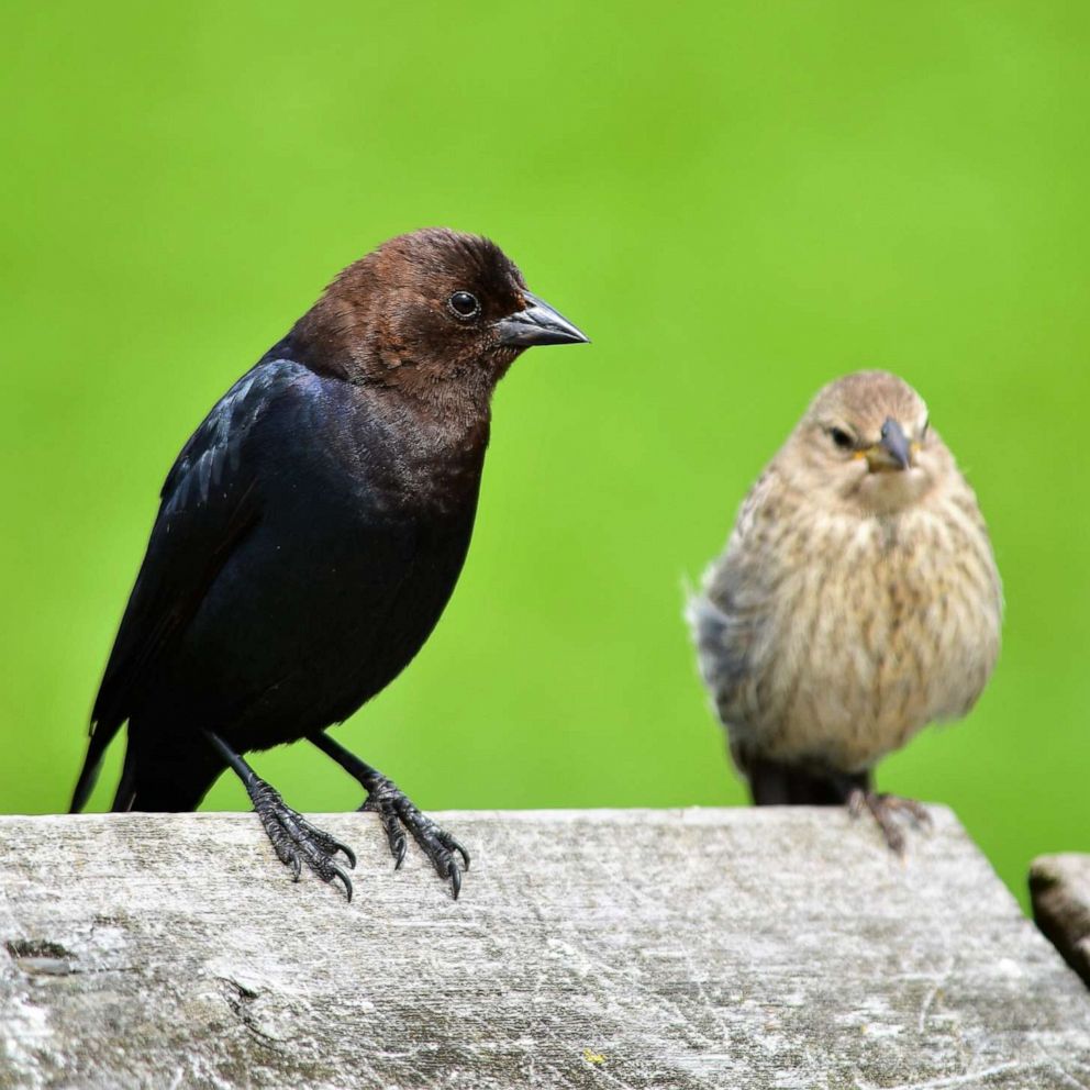 How These Songbirds Use Passwords To Recognize Each Other Abc News