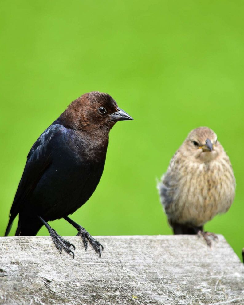 How These Songbirds Use Passwords To Recognize Each Other Abc News