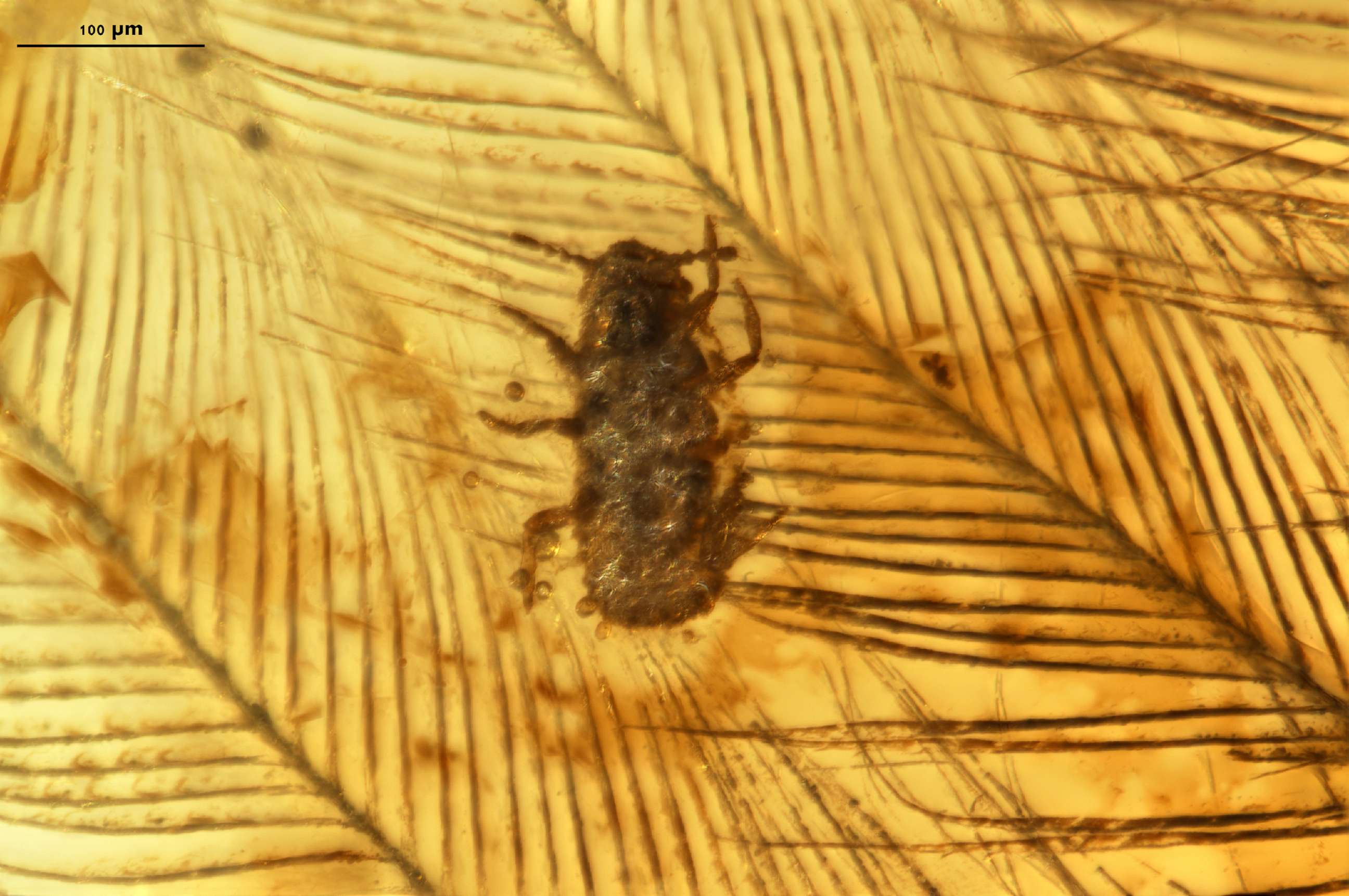 PHOTO: Paratype CNU-MA2016010 of Mesophthirus angeli crawling on the dinosaur feathers in mid-Cretaceous amber.