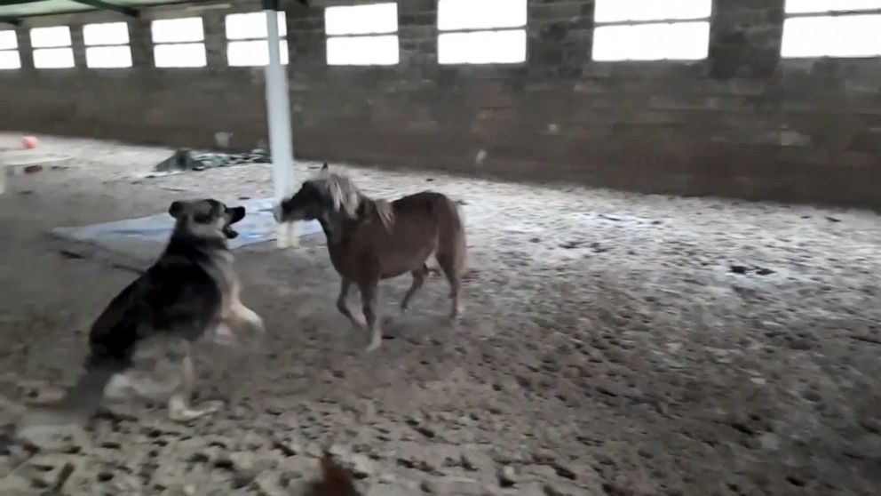 VIDEO: I tried horse therapy and it changed the way I see my life 