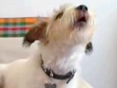 VIDEO: Knuckles is one of several canines crooning to theme song on YouTube.