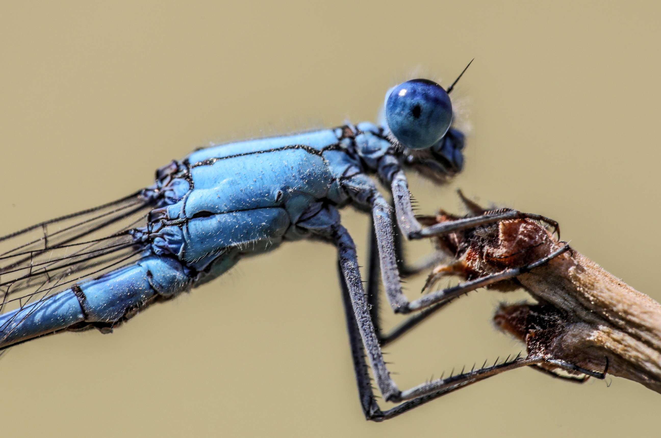 PHOTO: A dragonfly feeds on a mosquito at Gevas district in Van, Turkey.
