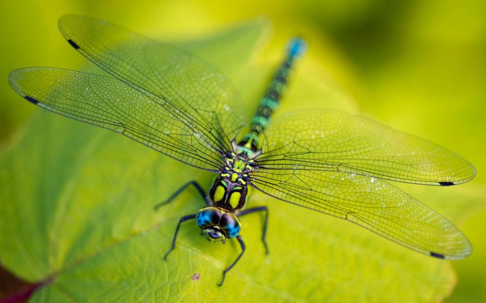 PHOTO: A dragonfly sits on a leaf in Frankfurt Oder, Germany.