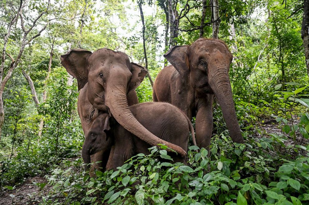 PHOTO: Asian elephants eat in a forest at the Asian Elephant Breeding and Rescue Centre in Xishuangbanna in southwest China's Yunnan province, July 20, 2021.