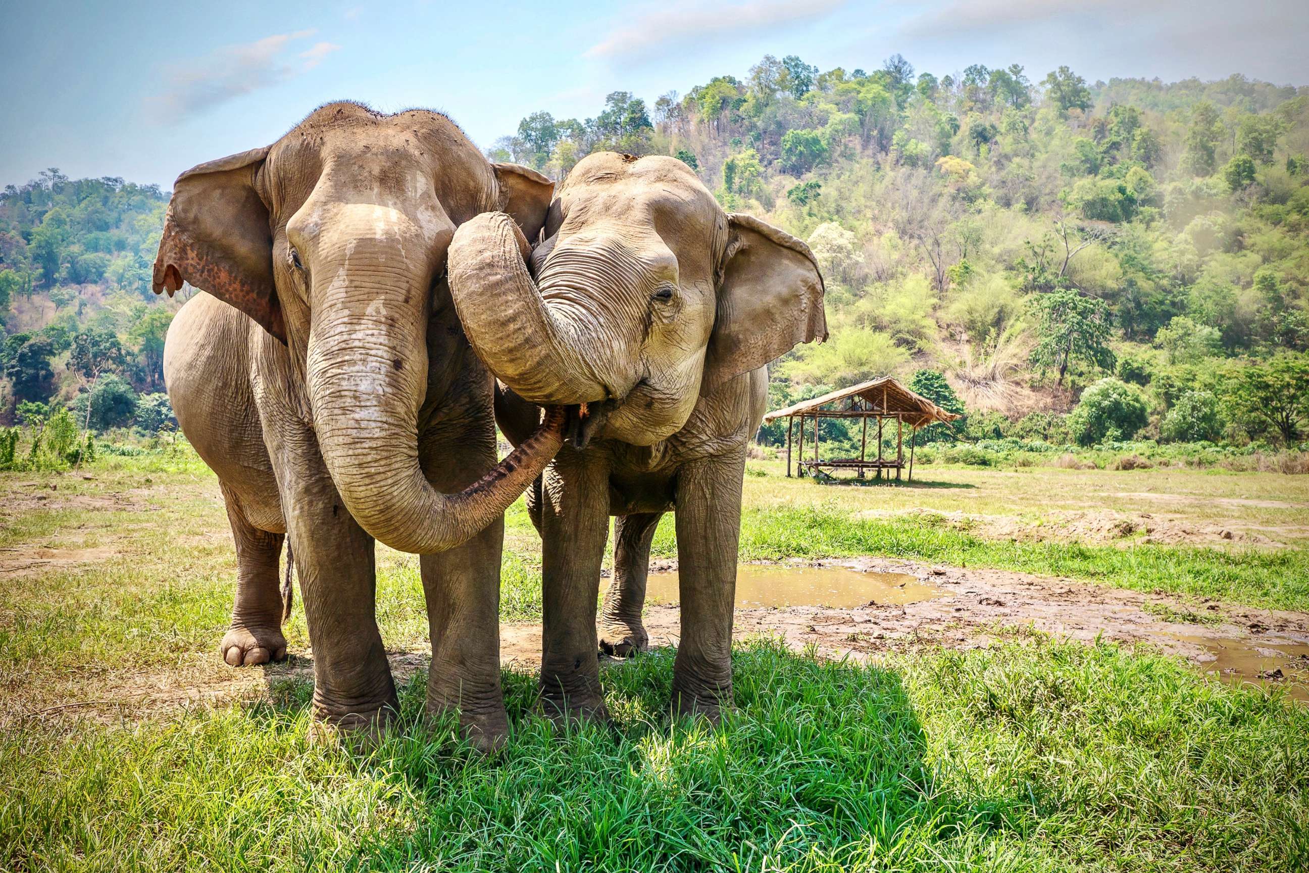 PHOTO: 2 adult female Asian elephants carouse together in a field in rural northern Thailand in an undated photo.