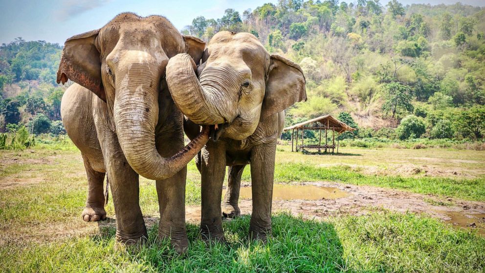 PHOTO: 2 adult female Asian elephants carouse together in a field in rural northern Thailand in an undated photo.