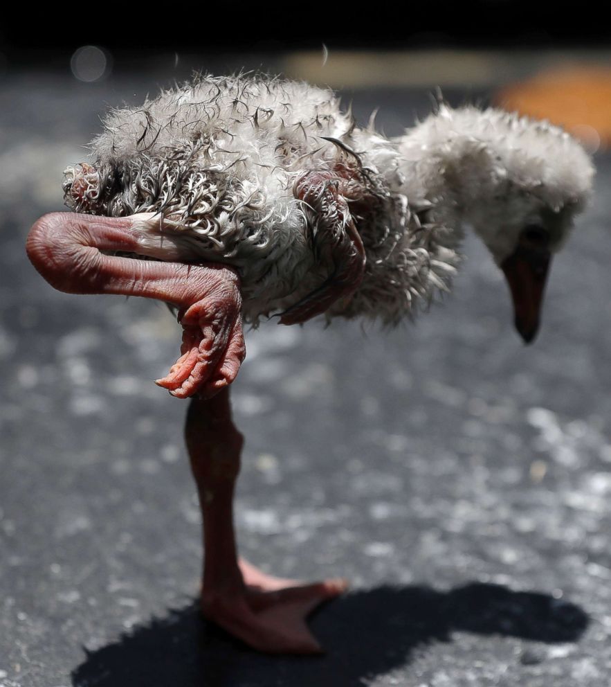 PHOTO: A rescued flamingo chick tries to walk in Pretoria, South Africa, after being rescued from a dried out dam in Kimberley, Jan. 31, 2019.