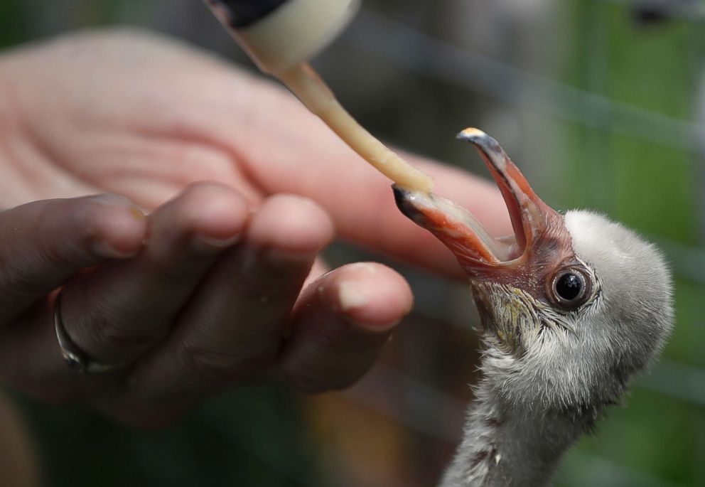 PHOTO: A rescued flamingo chick is fed in Pretoria, South Africa, after being rescued from a dried out dam in Kimberley, Jan. 31, 2019.
