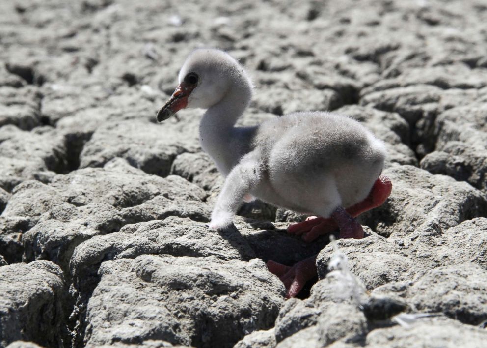 PHOTO: A newly born flamingo chick struggles to walk on a dried out dam in Kimberley, South Africa, Jan. 27, 2019.