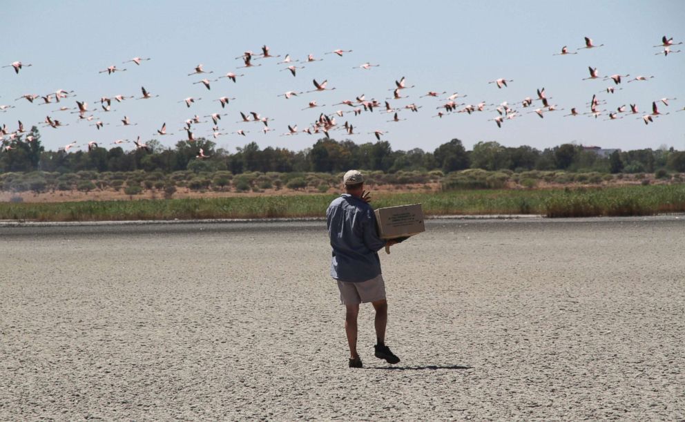 PHOTO: A volunteer collects flamingo chicks at the Kamfer Dam, in Kimberley, South Africa, which has dried up due to drought, putting the birds breeding grounds in peril.