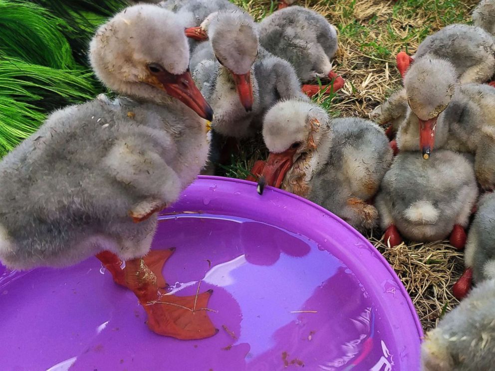 PHOTO: Rescued flamingo chicks make use of a pool of water after being rescued from a dried out dam in Kimberley, South Africa, Jan. 26, 2019.