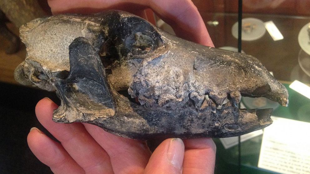 PHOTO: A fossil warrah skull found at Spring Point Farm on West Falkland. The skull is housed at the Falkland Islands Museum and National Trust.