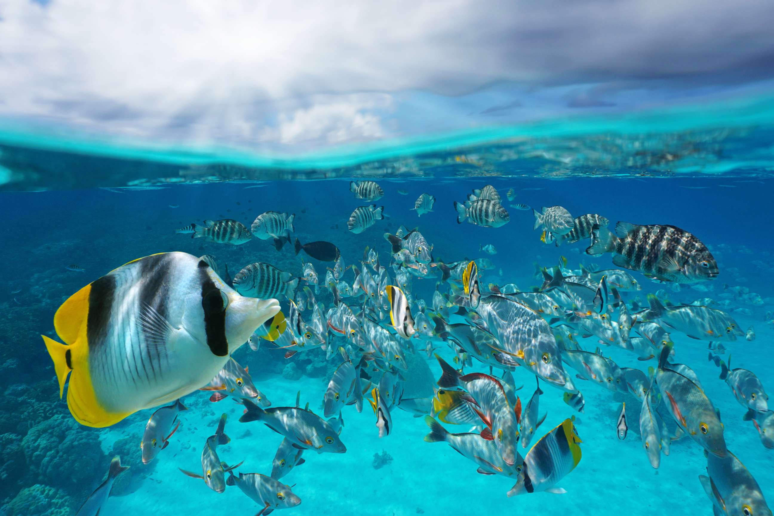 PHOTO: In this undated file photo, a school of tropical fish swim in the South Pacific Ocean.