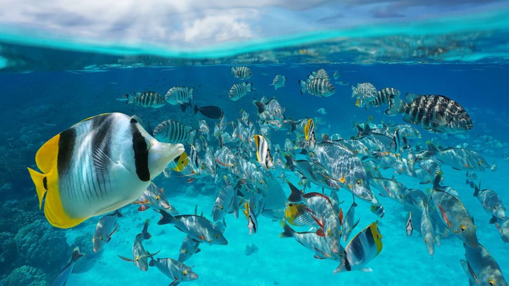 PHOTO: In this undated file photo, a school of tropical fish swim in the South Pacific Ocean.
