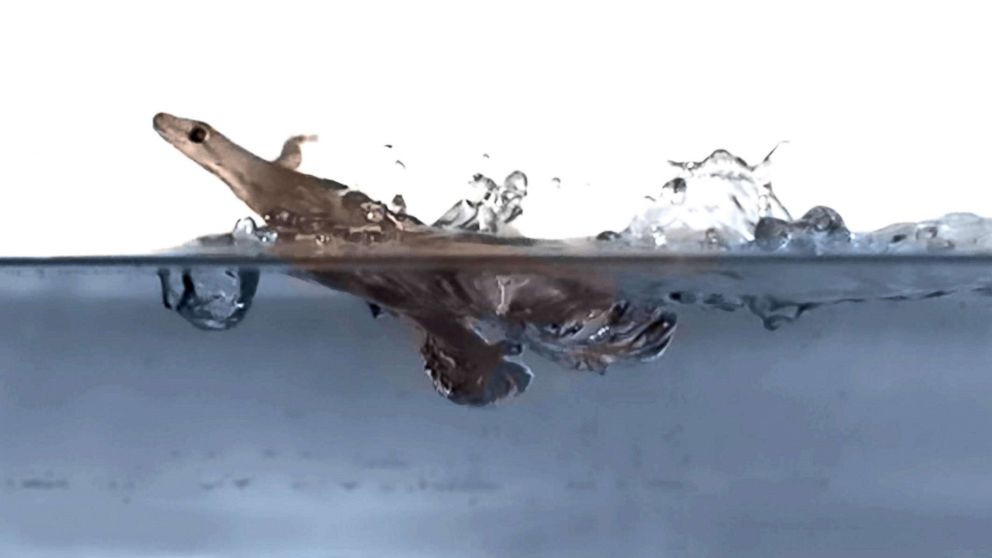 PHOTO: A flat-tailed house gecko runs on the surface of water in an undated handout photo.