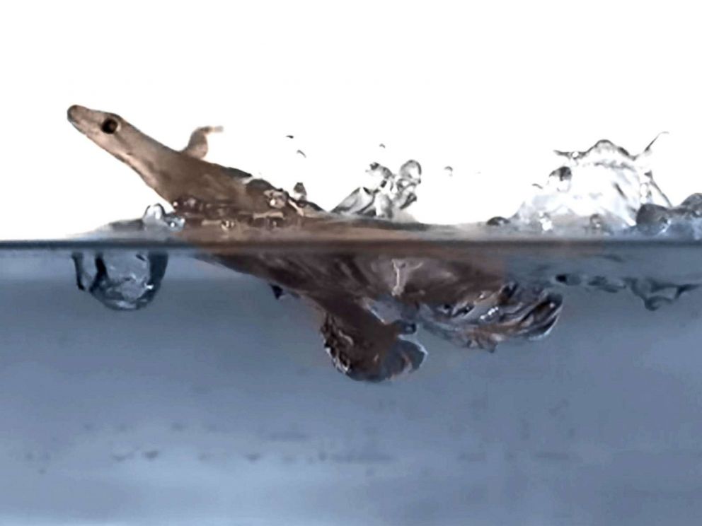 PHOTO: A flat-tailed house gecko runs on the surface of water in an undated handout photo.