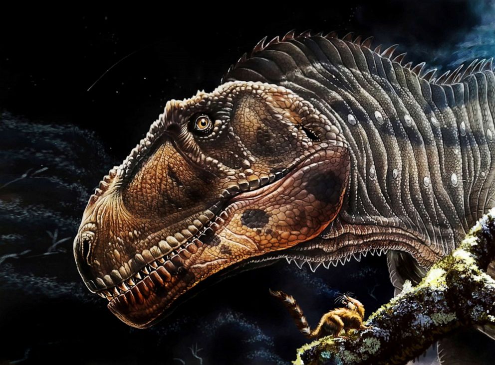 PHOTO: An artist's reconstruction of the head of Cretaceous Period meat-eating dinosaur Meraxes gigas, whose fossils including a nearly complete skull were unearthed in Argentina's northern Patagonia region. 