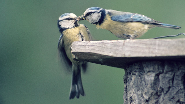 birdling blue tit