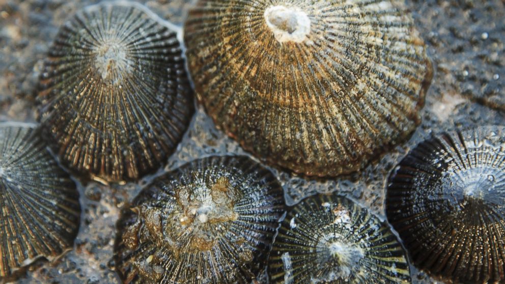 An undated stock photo shows a grouping of limpets sitting on a rock in Oahu, Hawaii.