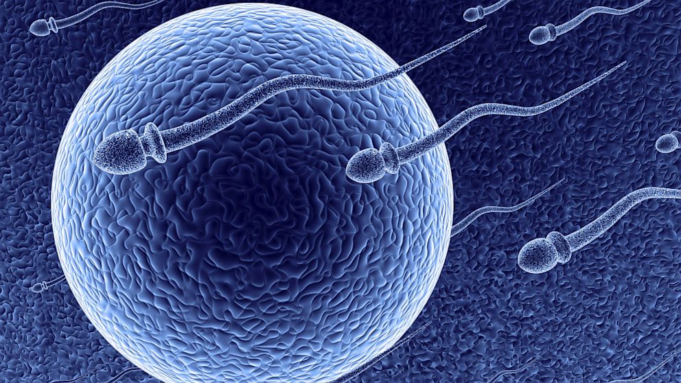PHOTO: Computer generated image of egg and sperm