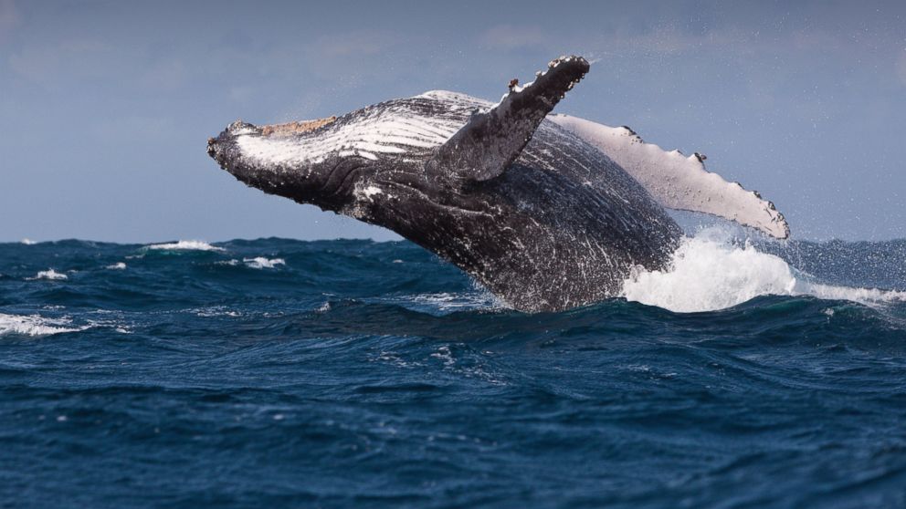 Breaching Humpback Whale in the Indian Ocean.
